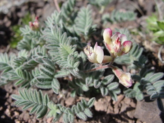 Astragalus cottonii