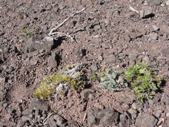 Astragalus cottonii