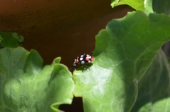 Eriopis connexa