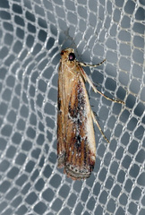 Uncinus obductella