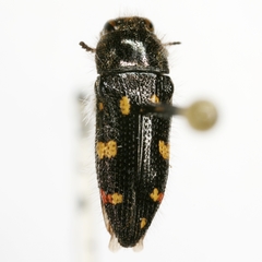 Acmaeodera adenostomae