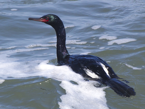 Pelagic Cormorant