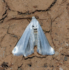 Myelois fuscicostella