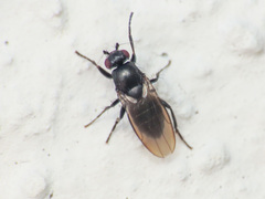 Limosina silvatica