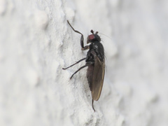 Limosina silvatica