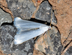 Myelois fuscicostella