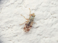 Tephritis matricariae