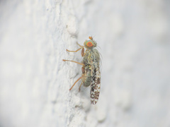 Tephritis matricariae
