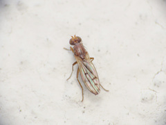 Opomyza florum