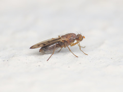 Opomyza florum