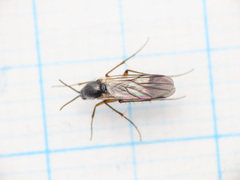 Greenomyia