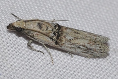 Nephopterix angustella
