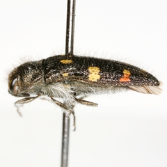 Acmaeodera adenostomae