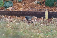 Junco hyemalis