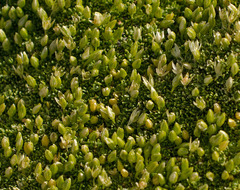 Stellaria pulvinata