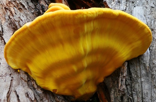 Western Hardwood Sulphur Shelf
