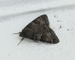 Catocala californica