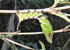 Neogurelca himachala himachala