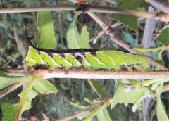 Neogurelca himachala himachala