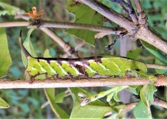 Neogurelca himachala himachala