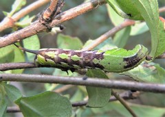 Neogurelca himachala himachala