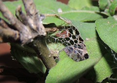 Neogurelca himachala himachala