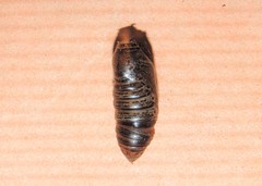 Neogurelca himachala himachala