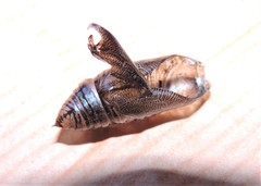 Neogurelca himachala himachala