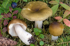 Russula olivina