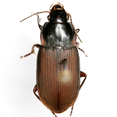 Anisodactylus carbonarius