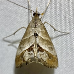 Evergestis triangulalis
