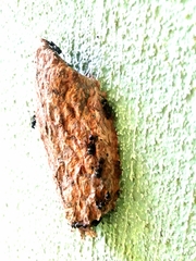 Metapolybia