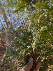 Cupressus × leylandii