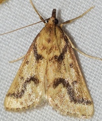 Palepicorsia ustrinalis