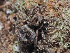 Attulus rupicola