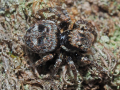 Attulus rupicola