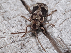 Ptinomorphus imperialis