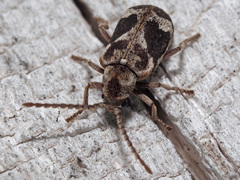 Ptinomorphus imperialis