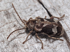 Ptinomorphus imperialis