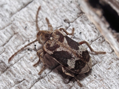Ptinomorphus imperialis