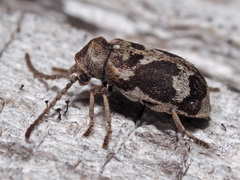 Ptinomorphus imperialis