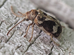 Ptinomorphus imperialis