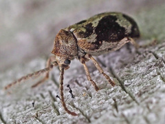 Ptinomorphus imperialis