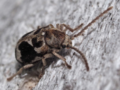 Ptinomorphus imperialis