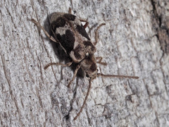 Ptinomorphus imperialis