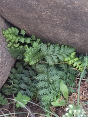 Asplenium exiguum
