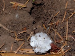 Calisoga longitarsis