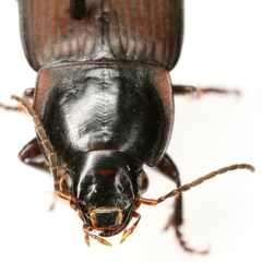 Anisodactylus carbonarius