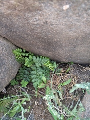 Asplenium exiguum