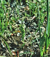 Botrychium ascendens